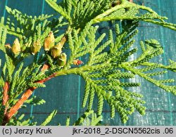 Thuja koraiensis (żywotnik koreański)