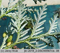 Thuja koraiensis (żywotnik koreański)