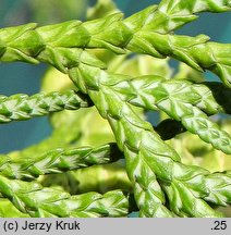 Thuja standishii (żywotnik japoński)