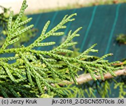 Thuja standishii (żywotnik japoński)