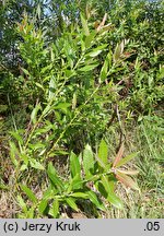 Salix eriocephala (wierzba amerykanka)