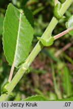 Salix eriocephala (wierzba amerykanka)