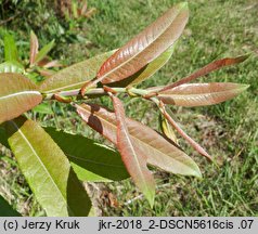 Salix eriocephala (wierzba amerykanka)