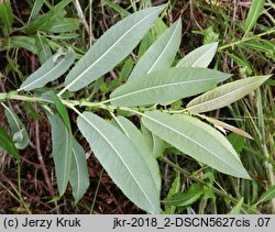 Salix eriocephala (wierzba amerykanka)