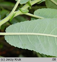 Salix eriocephala (wierzba amerykanka)