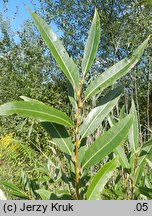 Salix fragilis (wierzba krucha)