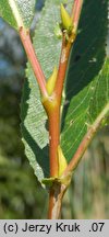 Salix fragilis (wierzba krucha)