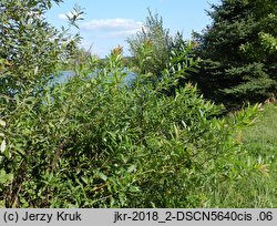 Salix eriocephala (wierzba amerykanka)