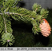 Picea torano (świerk szydlasty)