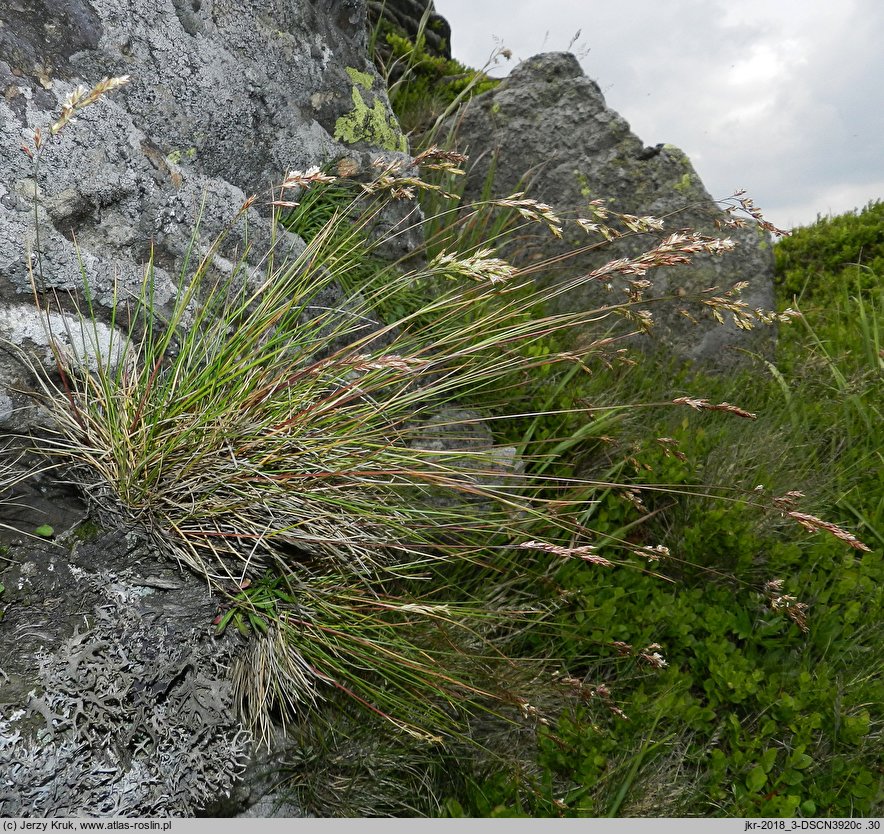 Festuca versicolor (kostrzewa pstra)