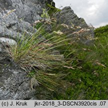 Festuca versicolor (kostrzewa pstra)