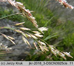 Festuca versicolor (kostrzewa pstra)