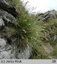 Festuca versicolor (kostrzewa pstra)