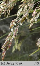 Festuca versicolor (kostrzewa pstra)