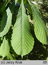 Aesculus turbinata (kasztanowiec japoński)