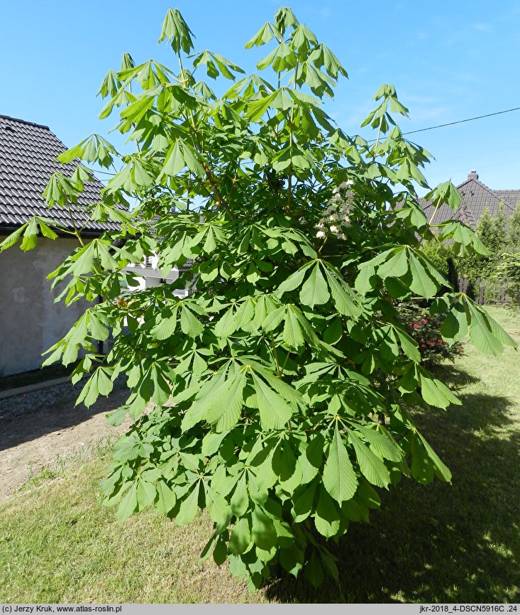 Aesculus turbinata (kasztanowiec japoński)