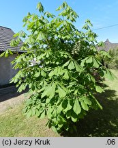 Aesculus turbinata (kasztanowiec japoński)