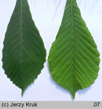 Aesculus turbinata (kasztanowiec japoński)