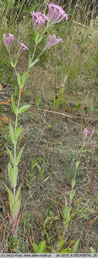 Silene lithuanica (lepnica litewska)