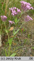 Silene lithuanica (lepnica litewska)