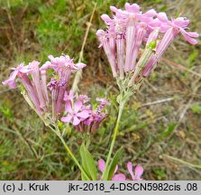 Silene lithuanica (lepnica litewska)