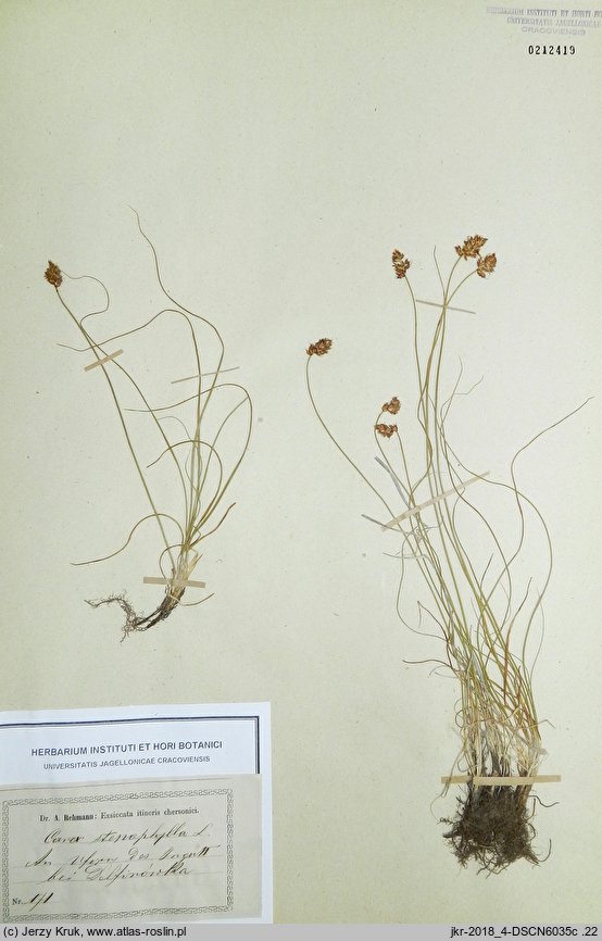 Carex stenophylla (turzyca wąskolistna)