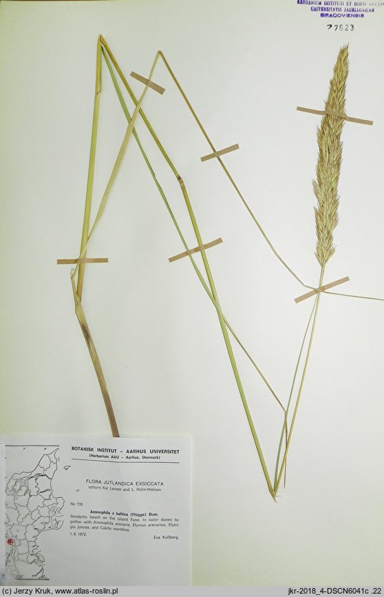 ×Calammophila baltica (trzcinnikownica nadbrzeżna)