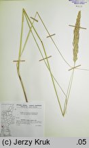 ×Calammophila baltica (trzcinnikownica nadbrzeżna)