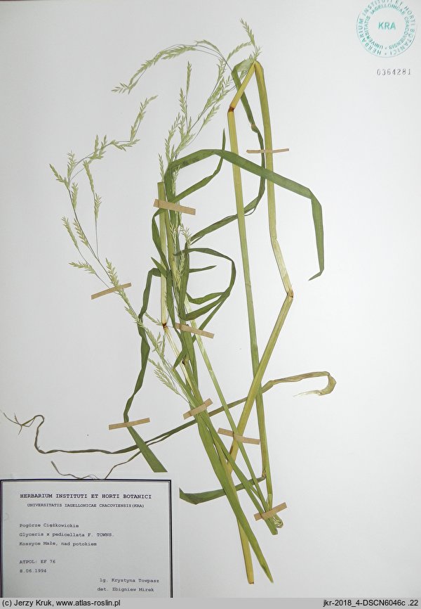 Glyceria ×pedicellata (manna płonna)