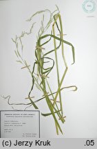 Glyceria ×pedicellata (manna płonna)