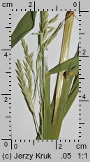 Glyceria ×pedicellata (manna płonna)