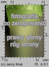 Glyceria lithuanica (manna litewska)