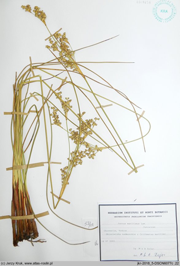 Juncus maritimus (sit morski)