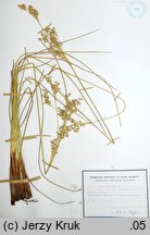 Juncus maritimus (sit morski)