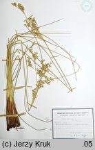 Juncus maritimus (sit morski)