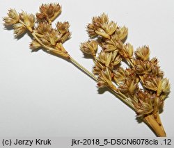 Juncus maritimus (sit morski)