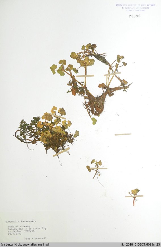 Ranunculus hederaceus (jaskier bluszczolistny)