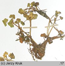 Ranunculus hederaceus (jaskier bluszczolistny)