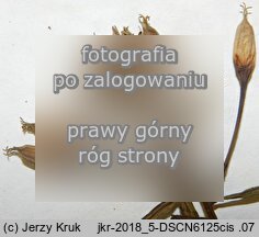 Oenothera nuda (wiesiołek nagi)