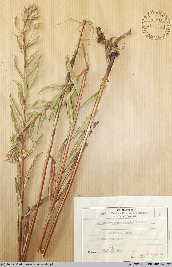 Oenothera octolineata