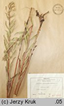 Oenothera octolineata