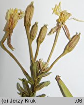 Oenothera coronifera (wiesiołek koronkowy)