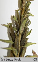 Oenothera coronifera (wiesiołek koronkowy)