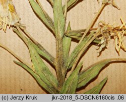 Oenothera coronifera (wiesiołek koronkowy)