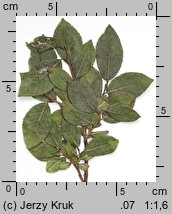 Salix myrsinifolia (wierzba czarniawa)