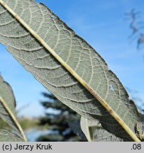 Salix gmelinii (wierzba Smitha)