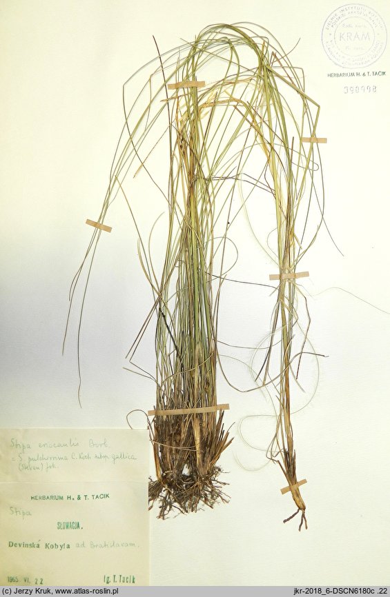 Stipa eriocaulis (ostnica murawowa)