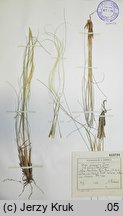 Stipa eriocaulis (ostnica murawowa)