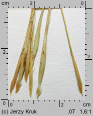 Stipa eriocaulis (ostnica murawowa)