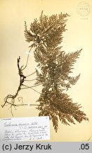 Trichomanes speciosum (włosocień delikatny)